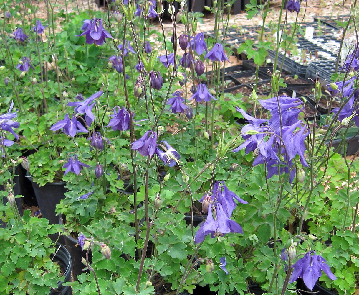 Alpine Columbine Perennial - Aquilegia Alpina - Quart Pot 2 Alpine Columbine Perennial - Aquilegia Alpina - Quart Pot - Image 2