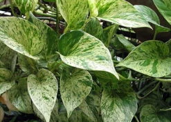 Marble Queen Devil's Ivy - Pothos - Epipremnum - 6" Hanging Basket -Plant Shop apio6waku 97420.1592323540
