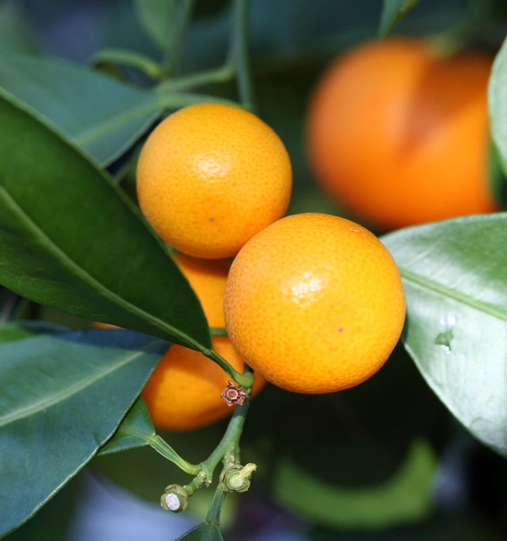 Miniature Orange Tree - Calamondin -8" Pot-NO SHIPPING TO TX, FL, AZ, CA, LA, HI 2 Miniature Orange Tree - Calamondin -8" Pot-NO SHIPPING TO TX, FL, AZ, CA, LA, HI - Image 2