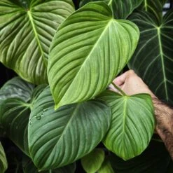 Plant Shop -Plant Shop apioxnalq 39943.1645108169