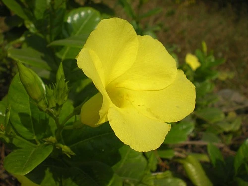 Golden Brazilian Jasmine Plant - Indoors/Out - Mandevilla - 6" Pot 2 Golden Brazilian Jasmine Plant - Indoors/Out - Mandevilla - 6" Pot - Image 2