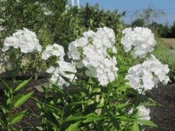 David Hardy Tall Phlox- White-Perennial Of The Year 2002- Live Plant- Gallon Pot -Plant Shop apipij7ph 50460.1592329803