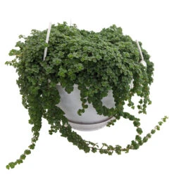 Baby Tears/Tiny Tears/Jobes Tears - Pilea Depressa - 6" Hanging Basket
