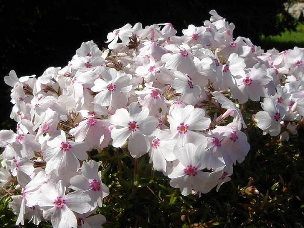 Amazing Grace Creeping Phlox Perennial - Quart Pot 1 Amazing Grace Creeping Phlox Perennial - Quart Pot