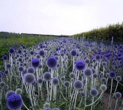 Globe Thistle Perennial - Echinops Ritro - Live Plant - Quart Pot 5 Globe Thistle Perennial - Echinops Ritro - Live Plant - Quart Pot -Plant Shop apipt8yr5 99757.1592326551