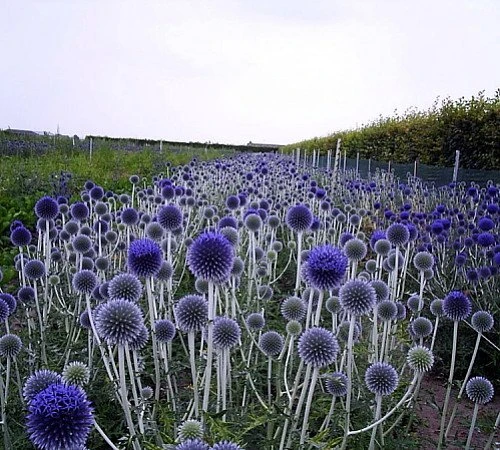 Globe Thistle Perennial - Echinops Ritro - Live Plant - Quart Pot 3 Globe Thistle Perennial - Echinops Ritro - Live Plant - Quart Pot - Image 3