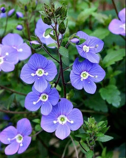 Georgia Blue Veronica - Speedwell - Quart Pot - Rich Blue Creeper