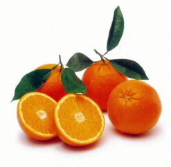Valencia Orange Tree - Indoors/Out -8" Pot-NO SHIPPING TO TX, FL, AZ, CA, LA, HI -Plant Shop apiq9w1wn 44435.1592325077