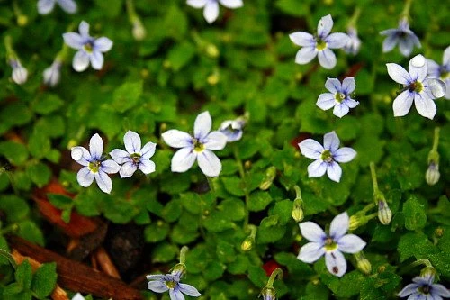 Blue Star Creeper - Isotoma Fluviatilis - 3 Seasons Of Blooms - Quart Pot 2 Blue Star Creeper - Isotoma Fluviatilis - 3 Seasons Of Blooms - Quart Pot - Image 2