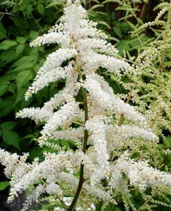 Deutschland False Spirea - Astilbe Chinensis - Very Hardy! - Quart Pot -Plant Shop apiqgmnxd 59191.1592325751