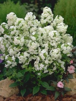 David Hardy Tall Phlox- White-Perennial Of The Year 2002- Live Plant- Gallon Pot -Plant Shop apiqyypq9 91768.1592329803