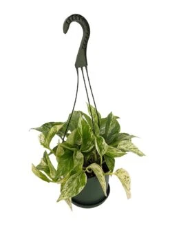 Marble Queen Devil's Ivy - Pothos - Epipremnum - 6" Hanging Basket