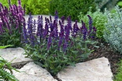 New Dimension Blue Meadow Sage - Salvia - Quart Pot