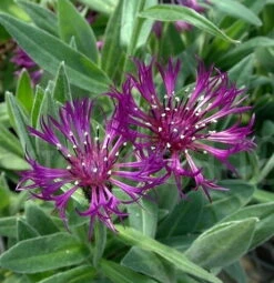 Amethyst Dream Mountain Bluet - Centaurea Montana - Quart Pot -Plant Shop apirkuh0h 58282.1592323241