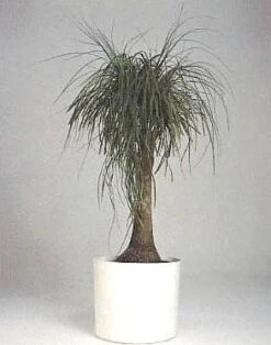 Guatemalan Red Ponytail Palm - Stump - Beaucarnea - 4" Pot - Collector's Series -Plant Shop apiro651n 13196.1592325587