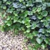 Thorndale English Ivy 48 Plants - Hardy Groundcover - 1 3/4" Pots