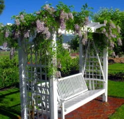 Blue Moon Wisteria Vine - Huge Fragrant Blooms - 4" Pot -Plant Shop apirskbce 17251.1592326381