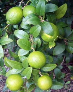Persian Lime Tree - Fruit Bearing Size -6" Pot-NO SHIP To TX, FL, AZ, CA, LA, HI -Plant Shop apishbk5p 61069.1592323062