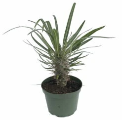 Madagascar Palm - Pachypodium Lamerei - Exotic & Easy! - 6" Pot