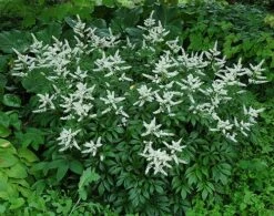 Bridal Veil Astilbe - Shade Perennial - False Spirea - Live Plant - Gallon Pot