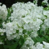 David Hardy Tall Phlox- White-Perennial Of The Year 2002- Live Plant- Gallon Pot