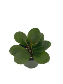 Plant Shop -Plant Shop apitmoaei 37439.1592324548