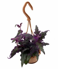 Purple Passion Plant - 4" Mini Hanging Basket - EROTIC - Gynura