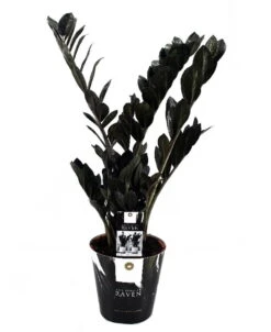 Rare Black Raven ZZ Plant - Zamioculcas Zamiifolia - 6" Pot - Collector's -Plant Shop apitvmwkg 38371.1640122347