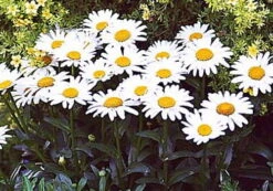 Banana Cream Shasta Daisy - Leucanthemum - Compact Plant - Gallon Pot -Plant Shop apitxkoym 83351.1592327171