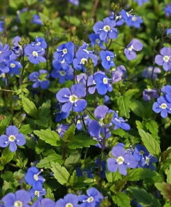Georgia Blue Veronica - Speedwell - Quart Pot - Rich Blue Creeper -Plant Shop apitynj7g 07921.1616329862