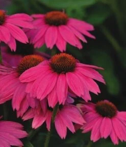 Pow Wow Wild Berry Coneflower - Echinacea - Quart Pot