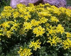 Russian Kamtschaticum Sedum - Hardy Perennial Groundcover - Quart Pot -Plant Shop apiuuqkc2 64263.1592326332