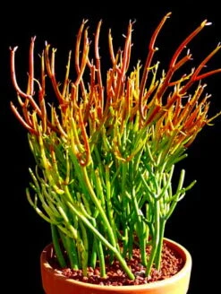 Firesticks Pencil Cactus - Euphorbia - Easy To Grow/Hard To Kill! - 6" Pot 5 Firesticks Pencil Cactus - Euphorbia - Easy To Grow/Hard To Kill! - 6" Pot -Plant Shop apiv7anjm 50008.1592327322