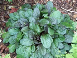 Chocolate Chip Ajuga - Carpet Bugle - Miniature Leaves - 48 Plants -1 3/4" Pot -Plant Shop apivo0hgv 05577.1616634180