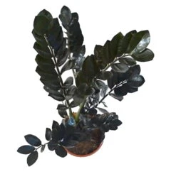 Rare Black Raven ZZ Plant - Zamioculcas Zamiifolia - 6" Pot - Collector's -Plant Shop apivwizfa 68367.1640122347