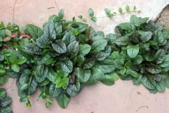 Bronze Beauty Ajuga 48 Plants - Carpet Bugle - Very Hardy -1 3/4" Pots -Plant Shop apiwaijb1 69694.1592323096