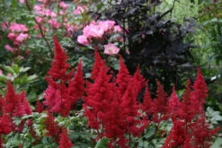 Fanal Astilbe - Dark Red Plumes - Live Plant - Quart Pot