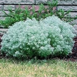 Silver Mound Perennial Plant - Artemisia - Sun/Easy - Live Plant - Quart Pot -Plant Shop apiwgo5vg 49600.1592325969
