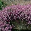 Pink Creeping Babies Breath Plant - Gypsophila Repens Rosea - Quart Pot