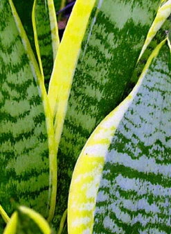 Futura Snake Plant, Mother-In-Law's Tongue, Barbershop Plant-Sanseveria - 6" Pot -Plant Shop apiwnfxuh 92218.1592325704