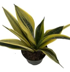 La Rubia Snake Plant - Sansevieria - 6" Pot - Collector's Series
