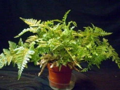 Rare Black Rabbit's Foot Fern - 4" Mini Hanging Basket - Davallia Trichomanoides -Plant Shop apixewflo 66536.1617213217