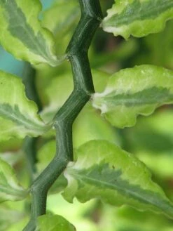 Devil's Backbone Plant - Pedilanthus - Red Bird Cactus - 6" Pot - Easy To Grow -Plant Shop apiy2811i 50403.1592335495