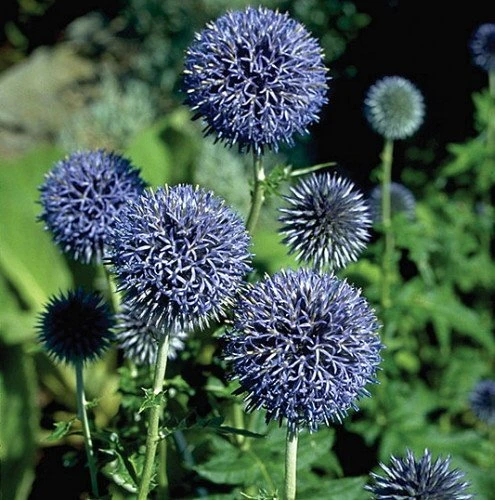 Globe Thistle Perennial - Echinops Ritro - Live Plant - Quart Pot 1 Globe Thistle Perennial - Echinops Ritro - Live Plant - Quart Pot
