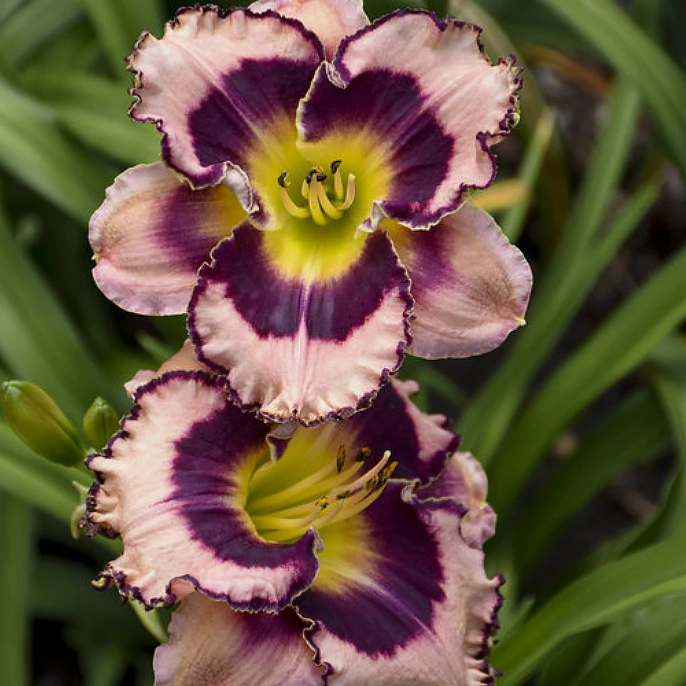 Rainbow Rhythm® Sound Of My Heart Daylily-Hemerocallis-Proven Winners-Gallon Pot 1 Rainbow Rhythm® Sound Of My Heart Daylily-Hemerocallis-Proven Winners-Gallon Pot