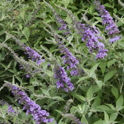 Humdinger® Lavender Cupcake Butterfly Bush - Buddleia - Compact - Gallon Pot -Plant Shop apizilzuh 27199.1592318271