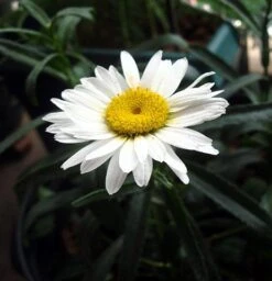 Alaska Shasta Daisy - Leucanthemum - Huge Flowers - Quart Pot
