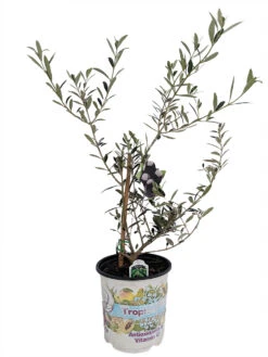 Plant Shop -Plant Shop arbequinaolive6inch 20540.1614518595