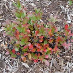 GROUND HUG® Aronia - Proven Winner - 4" Pot -Plant Shop aronia ground hog 4 1080 1080 60 69637.1615344737