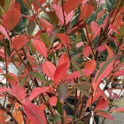 Low Scape Snowfire™ Chokeberry - 4" Pot - Aronia - Proven Winners -Plant Shop aronia low scape snowfire 1 1080 1080 60 80866.1662580196
